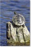 PeninsulaCooterTurtle_WakullaSprings_2006Jan_Y2F7631 copy