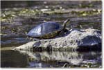 PeninsulaCooterTurtle_WakullaSprings_2006Jan_Y2F7657 copy