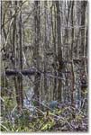 Swamp_WakullaSprings_2006Jan_Y2F7692 copy