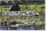 WhiteIbis_WakullaSprings_2006Jan_Y2F7653 copy