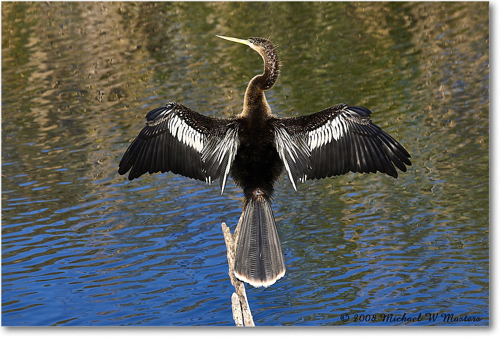 Anhinga_AnhingaTrail_2008Jan08JA1904 copy