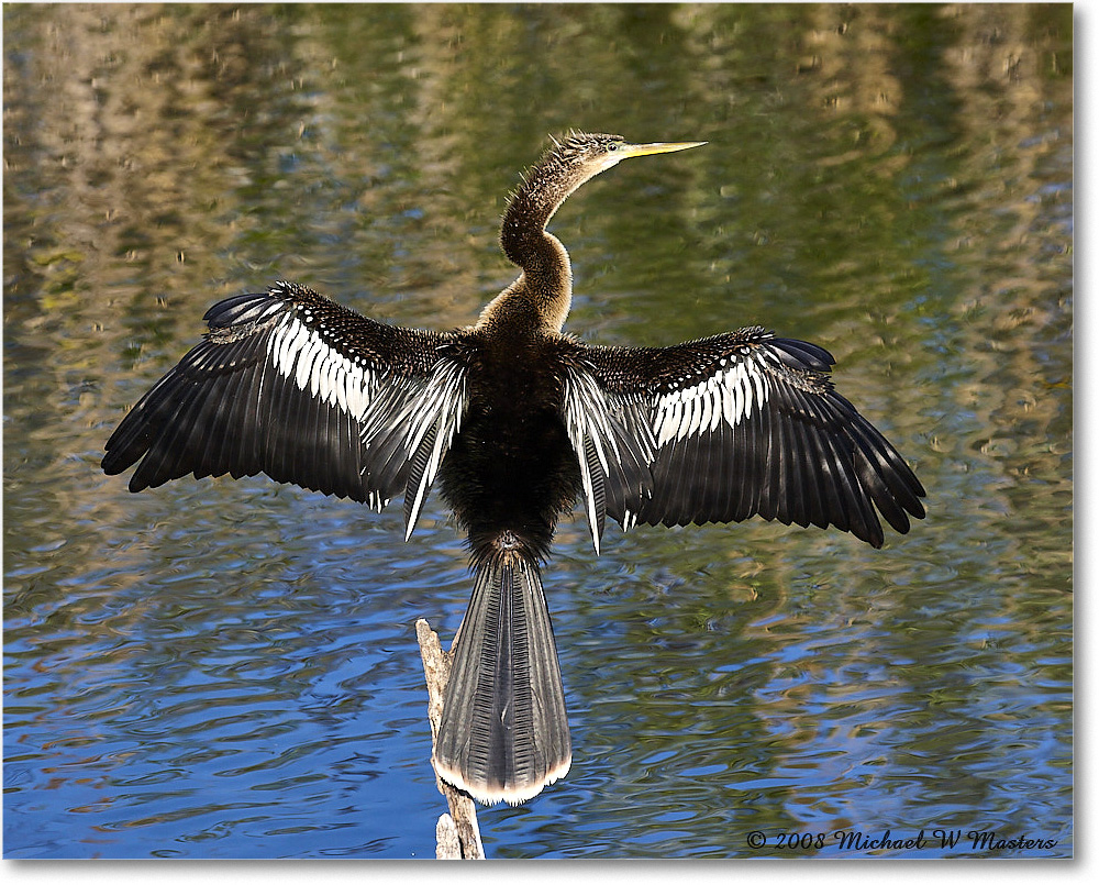 Anhinga_AnhingaTrail_2008Jan08JA1913 copy