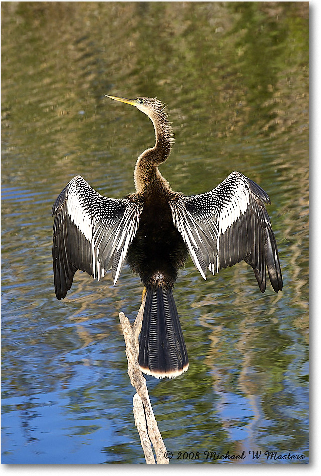 Anhinga_AnhingaTrail_2008Jan08JA1959 copy