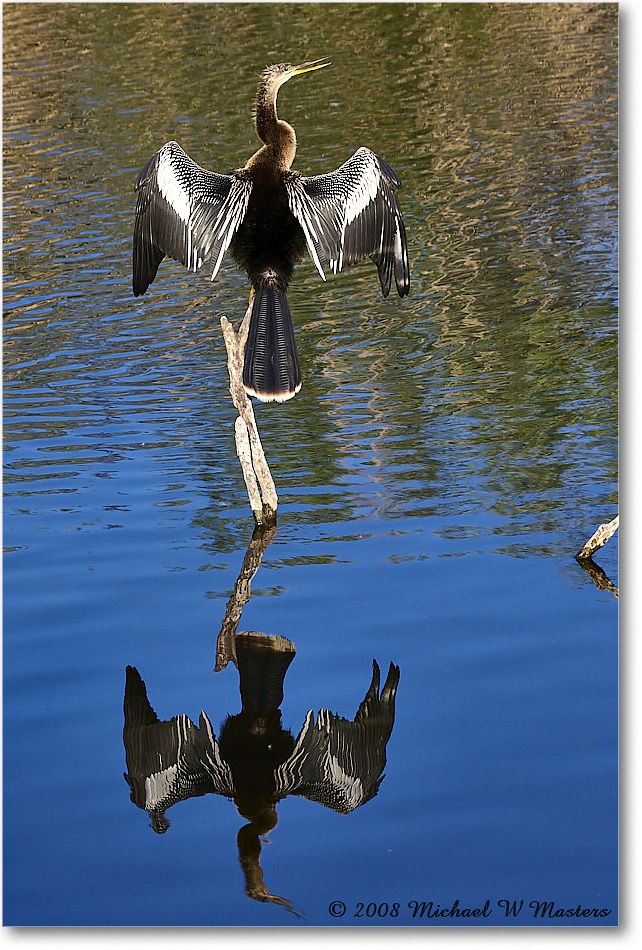 Anhinga_AnhingaTrail_2008Jan08JA1964 copy