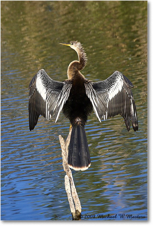 Anhinga_AnhingaTrail_2008Jan08JA2012 copy
