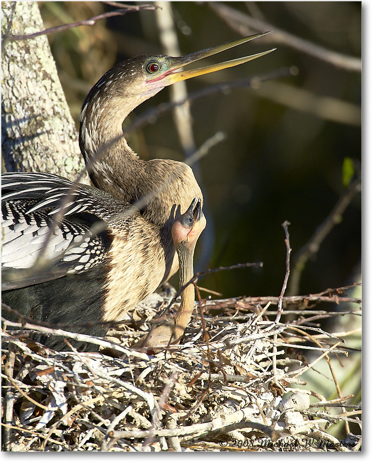 Anhinga_AnhingaTrail_2008Jan_E0K8592 copy