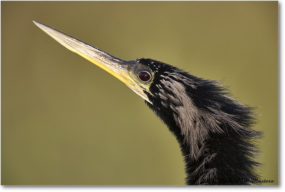 Anhinga_AnhingaTrail_2008Jan_E0K8651 copy