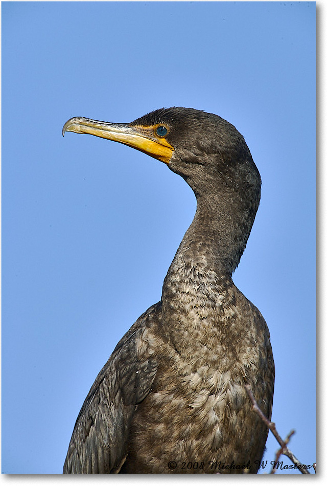 Cormorant_AnhingaTrail_2008Jan_E0K8491 copy