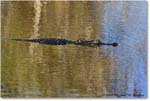 Alligator_AnhingaTrail_2008Jan08JA2021 copy