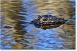 Alligator_AnhingaTrail_2008Jan_E0K8609 copy