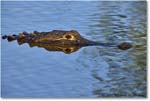 Alligator_AnhingaTrail_2008Jan_E0K8646 copy