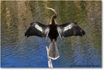 Anhinga_AnhingaTrail_2008Jan08JA1904 copy