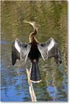 Anhinga_AnhingaTrail_2008Jan08JA1959 copy