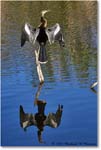 Anhinga_AnhingaTrail_2008Jan08JA1964 copy