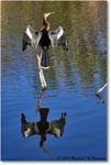 Anhinga_AnhingaTrail_2008Jan08JA1965 copy