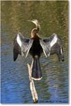 Anhinga_AnhingaTrail_2008Jan08JA2012 copy