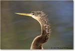 Anhinga_AnhingaTrail_2008Jan_E0K8557 copy