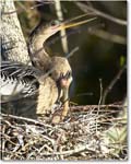 Anhinga_AnhingaTrail_2008Jan_E0K8592 copy