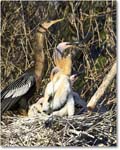 Anhinga_AnhingaTrail_2008Jan_E0K8624 copy
