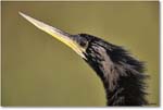 Anhinga_AnhingaTrail_2008Jan_E0K8651 copy