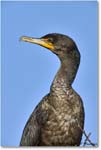 Cormorant_AnhingaTrail_2008Jan_E0K8491 copy