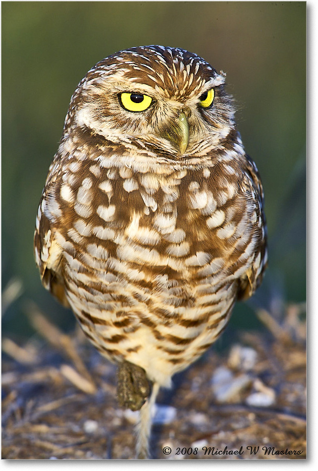BurrowingOwl_CapeCoral_2008Jan_E0K7332 copy