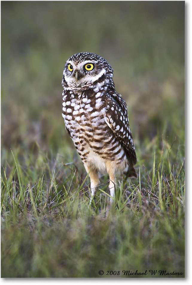 BurrowingOwl_CapeCoral_2008Jan_E0K7382 copy