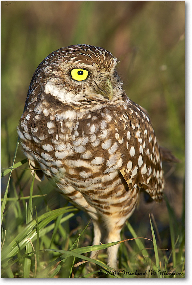 BurrowingOwl_CapeCoral_2008Jan_E0K8069 copy