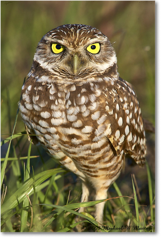BurrowingOwl_CapeCoral_2008Jan_E0K8080 copy