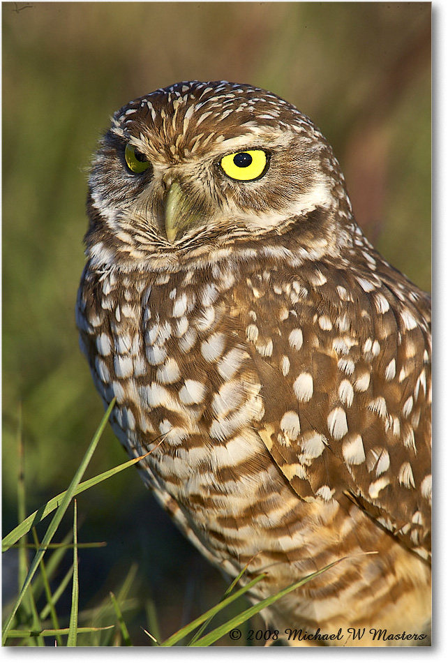 BurrowingOwl_CapeCoral_2008Jan_E0K8098 copy