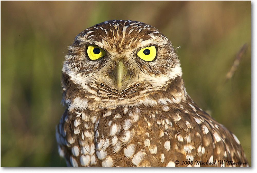 BurrowingOwl_CapeCoral_2008Jan_E0K8121 copy