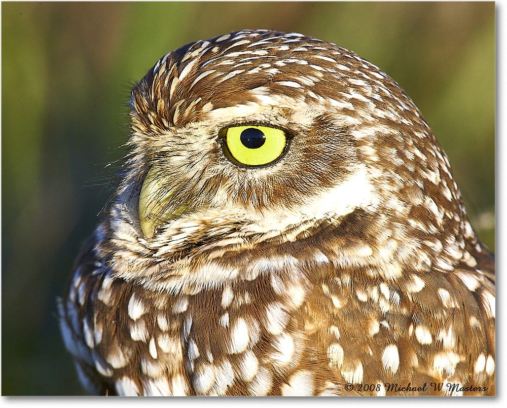 BurrowingOwl_CapeCoral_2008Jan_E0K8128 copy
