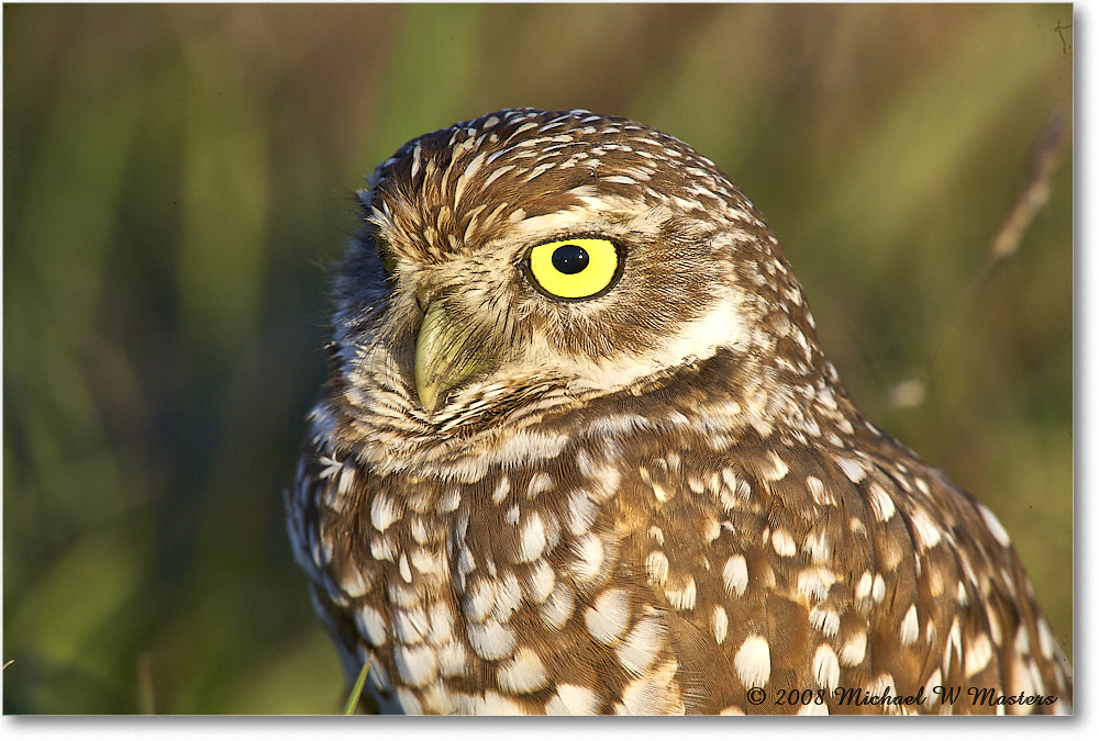 BurrowingOwl_CapeCoral_2008Jan_E0K8130 copy
