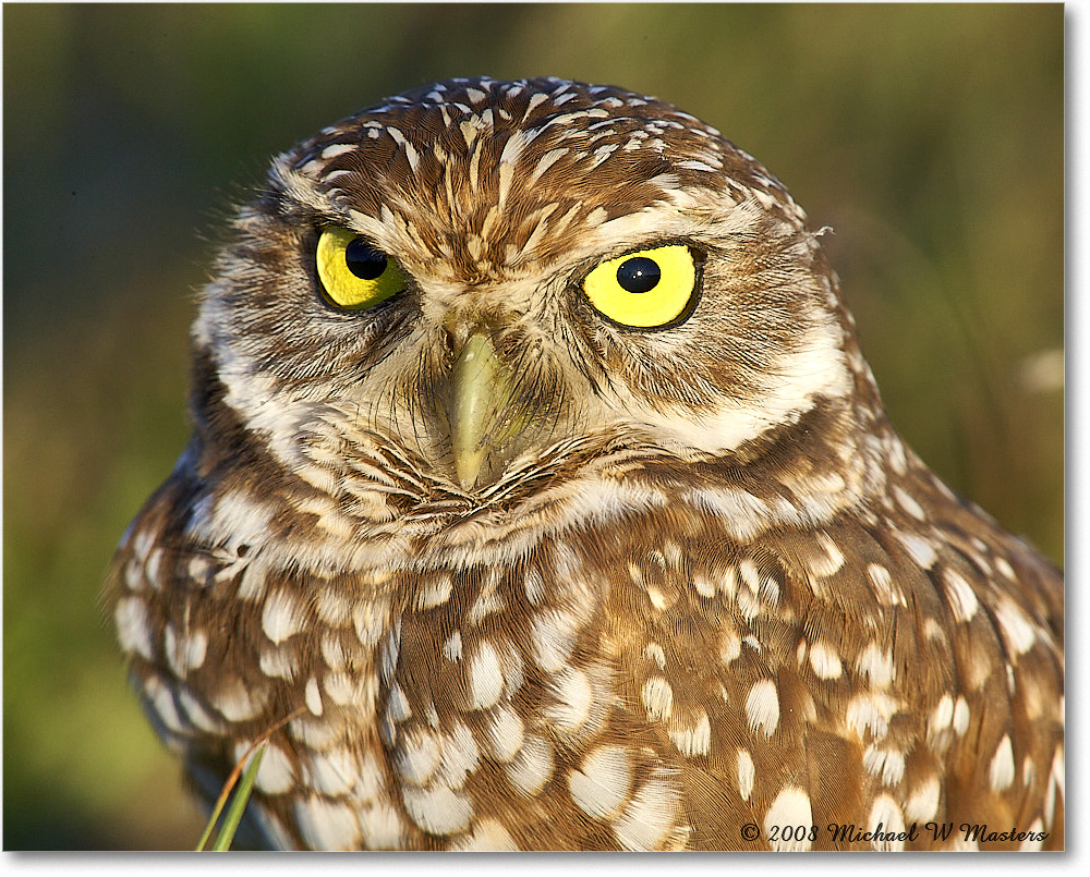 BurrowingOwl_CapeCoral_2008Jan_E0K8150 copy