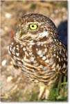 BurrowingOwl_CapeCoral_2008Jan_E0K7144 copy