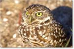 BurrowingOwl_CapeCoral_2008Jan_E0K7185 copy