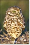 BurrowingOwl_CapeCoral_2008Jan_E0K7301 copy