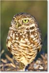 BurrowingOwl_CapeCoral_2008Jan_E0K7307 copy