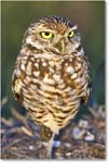 BurrowingOwl_CapeCoral_2008Jan_E0K7332 copy