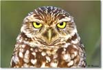 BurrowingOwl_CapeCoral_2008Jan_E0K7350 copy