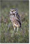 BurrowingOwl_CapeCoral_2008Jan_E0K7382 copy