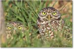 BurrowingOwl_CapeCoral_2008Jan_E0K8022 copy