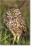BurrowingOwl_CapeCoral_2008Jan_E0K8067 copy