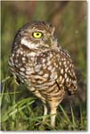 BurrowingOwl_CapeCoral_2008Jan_E0K8069 copy