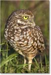 BurrowingOwl_CapeCoral_2008Jan_E0K8079 copy