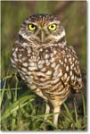 BurrowingOwl_CapeCoral_2008Jan_E0K8080 copy