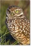 BurrowingOwl_CapeCoral_2008Jan_E0K8098 copy