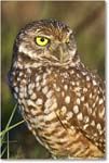 BurrowingOwl_CapeCoral_2008Jan_E0K8112 copy