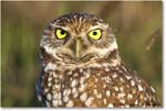 BurrowingOwl_CapeCoral_2008Jan_E0K8121 copy