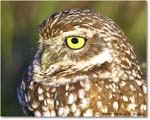BurrowingOwl_CapeCoral_2008Jan_E0K8128 copy